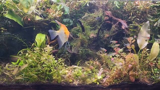 The TOUGH TRUTHS About DEEP SAND SUBSTRATE Aquariums. Using Deep Sand Beds & Caps in Planted Tanks7 смотреть онлайн