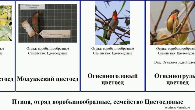 Птица, отряд воробьинообразные, семейство Цветоедовые birds Красноголовый Оранжевобрюхий Бронзовый