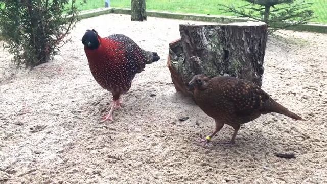 Satyr tragopan (Tragopan satyra) pair смотреть онлайн