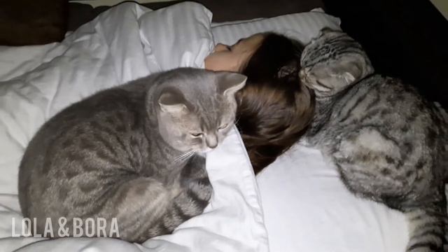 Котята Лёля и Боря спят с ребёнком и мурчат смотреть онлайн