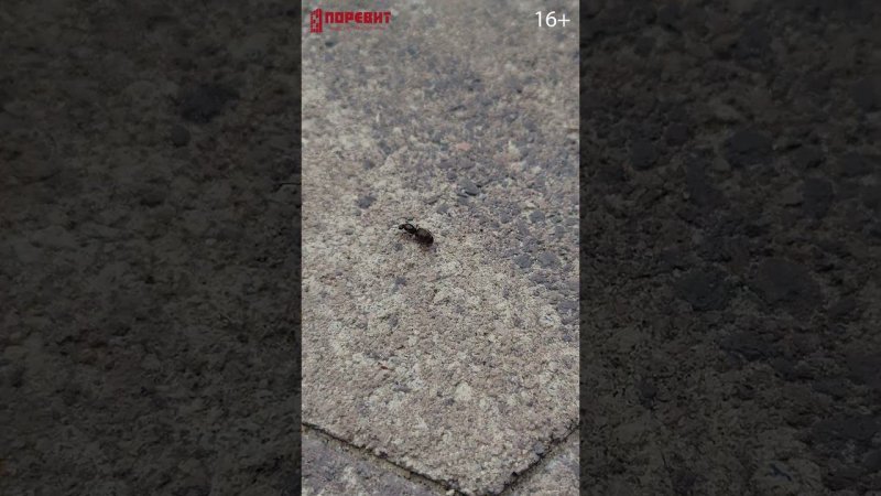 ЖК Айвазовский в Тюмени с плиткой Поревит #shorts