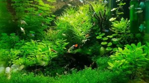 Relaxing Video with Music (Planted Aquarium)