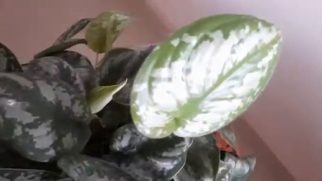 Scindapsus Pictus Exotica (Satin Pothos) | Care & Propagation | Fertilization tips