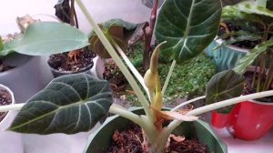 Алоказия Блэк Вельвет (Аlocasia Black Velvet) решила выпустить 2 цветоноса!