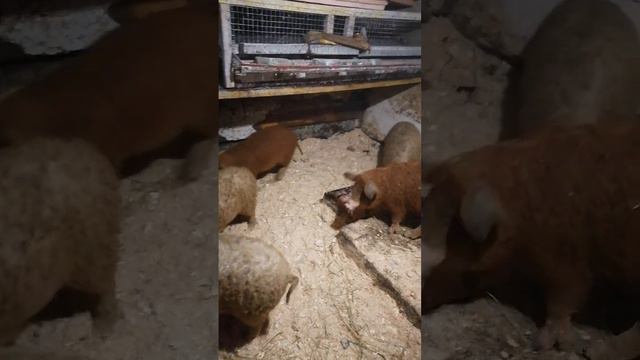 венгерская монгалица смотреть онлайн