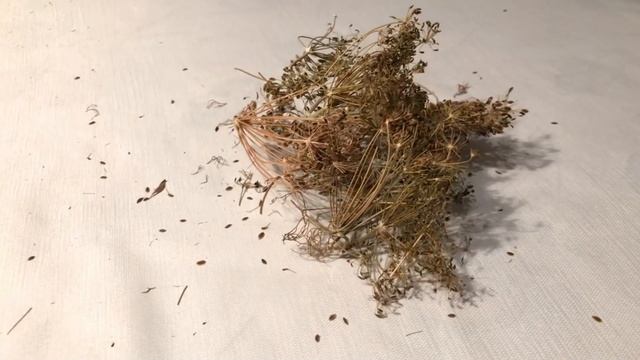 Семена УКРОПА! Всего Одна Ложка СЕМЯН УКРОПА вызывает НЕОБРАТИМЫЙ процесс в организме смотреть онлайн