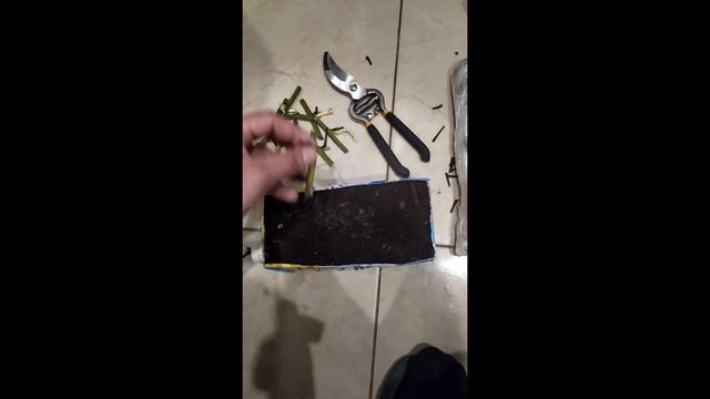 Проращивание черенков ежевики смотреть онлайн