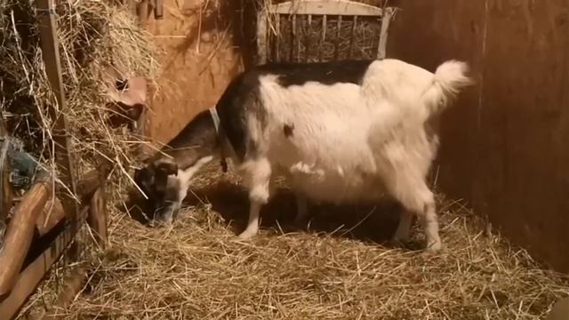 Определяем, беременна ли коза. Методы. (старое видео)