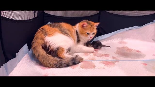 Кошка родила 5 котят с совершенно разным окрасом смотреть онлайн