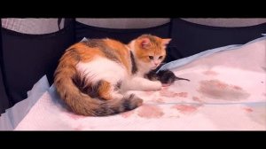 Кошка родила 5 котят с совершенно разным окрасом