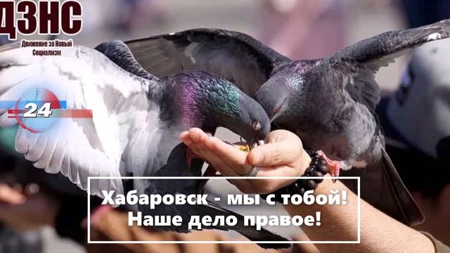 Не удивляйтесь, если власть примет закон, запрещающий кормить голубей смотреть онлайн