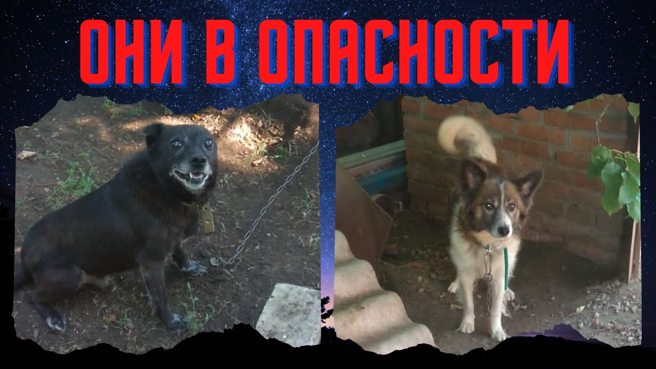 Избил старую мать за то, что не дала убить собак