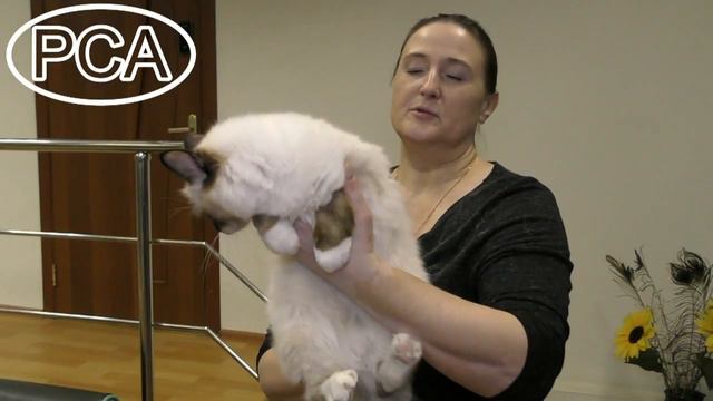 Кошка Священная бирма сил-пойнт. Выставка кошек PCA on-line. смотреть онлайн