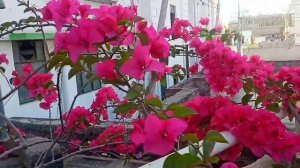 2 Unique & Best Method To Propagate Bougainvillea Branches|Bougainvillea|Garden|Flower| Paper flowe