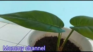 Review tanhis monstera ekor naga yg baru pindah potnya#Mommychannel#tanamanhias #monsteraekornaga