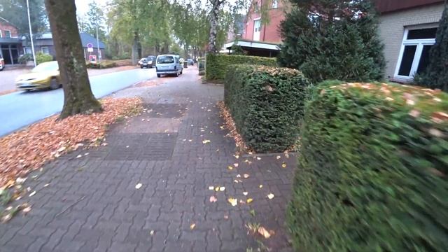 Живая изгородь.  Виды живой изгороди. Германия.