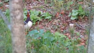 Утки мандаринки в поисках желудей. Mandarin ducks.