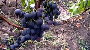 Виноград Фуджиминори, Ермак