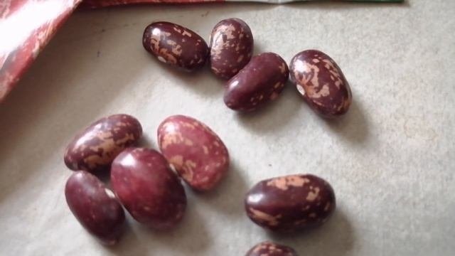 Фасоль с ореховым вкусом❗ Фасоль Борлотто❗Borlotto Beans.