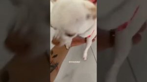 The Most Angry Chihuahua Compilation #1। Fanny Chihuahua TV