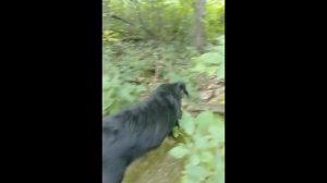 #грибы // Сбор Вешенок в лесах Башкирии