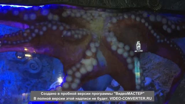 Dubai Aquarium & Underwater Zoo смотреть онлайн