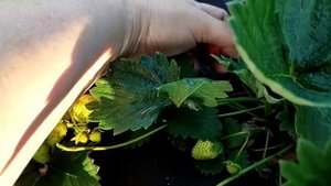 Старая клубника V&s Новая клубника. Почему надо менять клубнику?