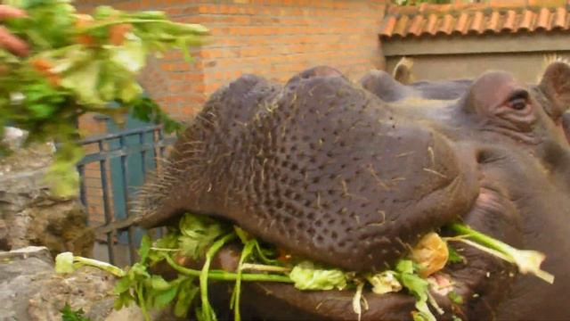 Large Hippo - Hippopotamus amphibius - Hranjenje nilskih konja смотреть онлайн