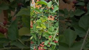 Ежевика Торнфри в подмосковье.