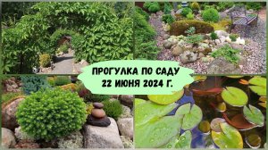 Прогулка по саду - 22 июня 2024 г.