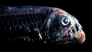 5 НЕВЕРОЯТНЫХ ОБИТАТЕЛЕЙ ОКЕАНА