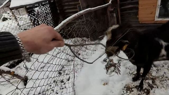 Про моих козлов