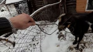 Про моих козлов