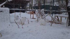 Подготовка к брачному периоду у зайцев