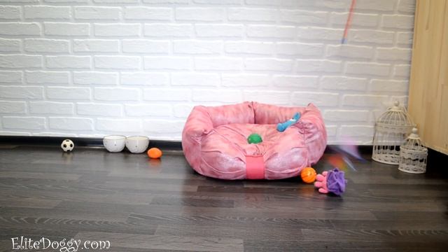 Мини девочка йоркширского терьера, щенок йорк смотреть онлайн