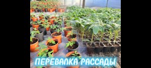 Перевалка Рассады Помидор.