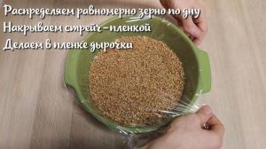 Проращивание пшеницы.  Как прорастить пшеницу  в домашних условиях. Микрозелень пшеницы