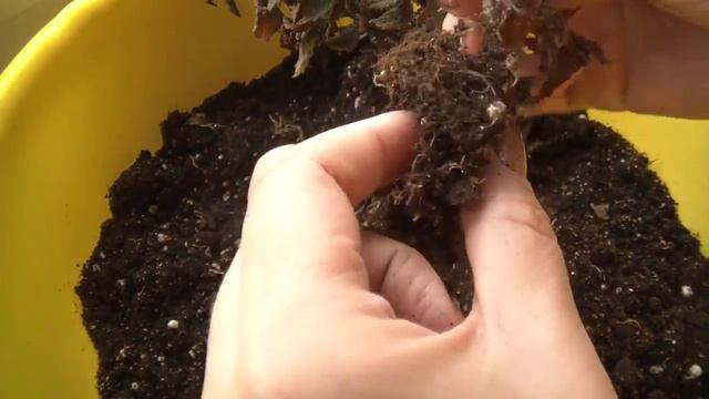 Любимые цветочки Как хранить Ахименесы зимой смотреть онлайн