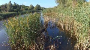 Карась возбудился от него! РЫБАЛКА на ЙОД в КАМЫШАХ с ПОПЛАВКОМ