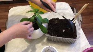 Синодениум . Пересадка