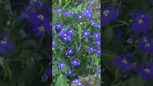 Лобелия выращенная из семян #еленаивиорел #лето2023 #цветы #выращиваниелобелии#лобелия