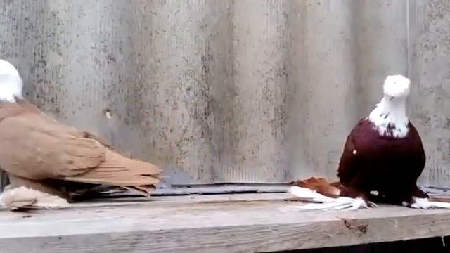 Носочубые голуби благодарненские pigeons blagodarnenskiye смотреть онлайн