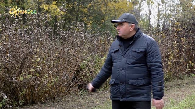 Сильфій (сильфіум)  пронизанолистий