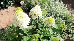 Обзор Гортензия метельчатая Скайфол. Hydrangea paniculata Skyfall удобрения.