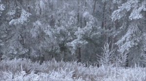 Красивый зимний лес. Лес зимой