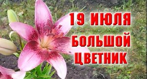 19 июля.Работа в самом большом цветнике сделана. Обзор цветов