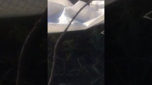 ГВОЗДИКА шабо,результат осеннего черенкования!РЕЗУЛЬТАТ100%