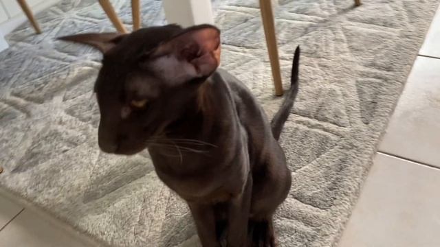 Смешные коты?⬛ l Мукбанг l Ориентальный кот? смотреть онлайн