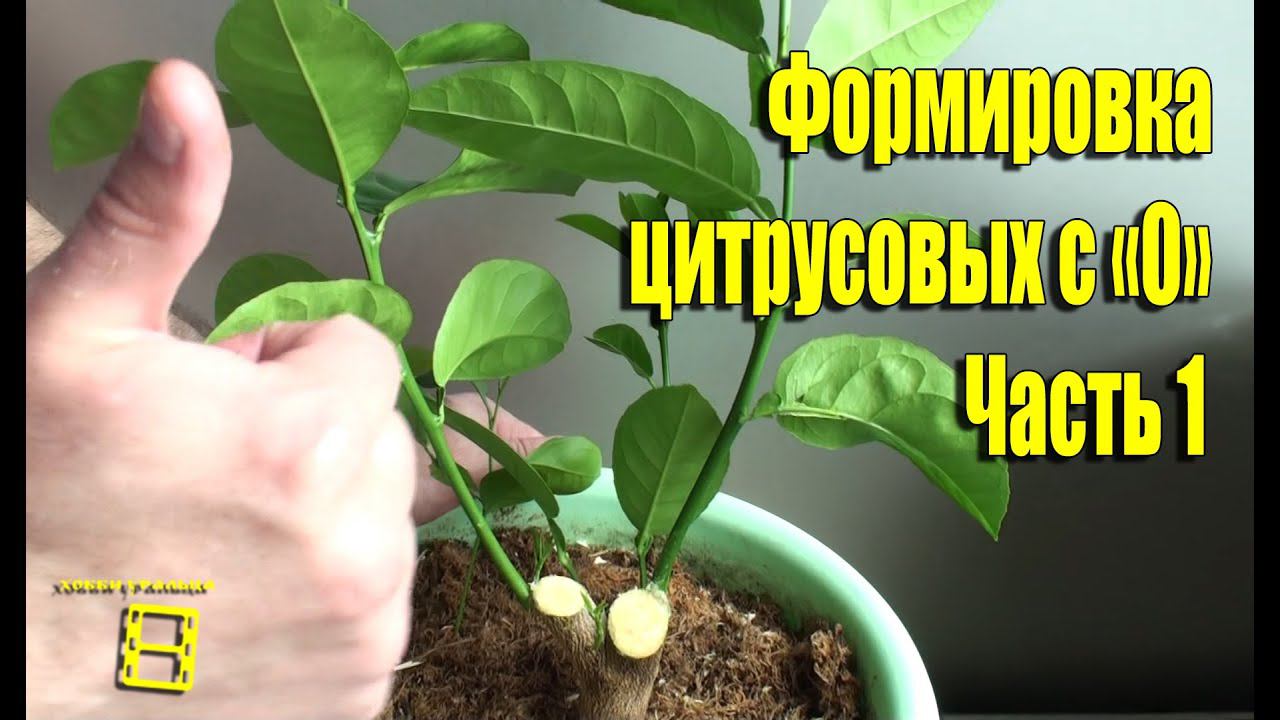 ФОРМИРОВКА ЦИТРУСОВЫХ С "0" ПОСЛЕ КАРДИНАЛЬНОЙ ОБРЕЗКИ ЧАСТЬ 1. #ЦИТРУСОВЫЕ