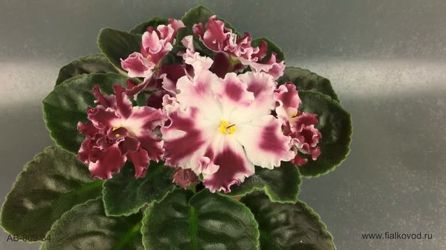 Яркая красно-белая фиалка с крупными цветами - АВ-809-34 смотреть онлайн